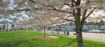 herry Blossoms Port of Olympia